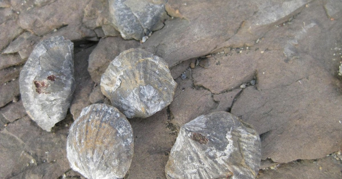 Modern Fossiljakt på Ulvøya en tidlig vårdag i mars... (når et fossil